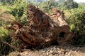 Old tree has cut and destroy from root base