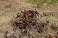 Old tree has cut and destroy from root base