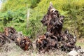 Old tree has cut and destroy from root base