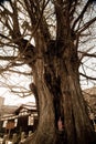 Old tree at Hida Kokubunji Temple