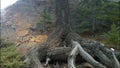 Old tree on hillside, Banff National Park, Alberta, Canada Royalty Free Stock Photo