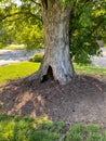 Old tree with hollow at base reminder of a mythical elf dwelling or squirrel nest Royalty Free Stock Photo