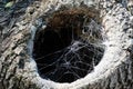 Old tree with a hollow covered with cobwebs Royalty Free Stock Photo