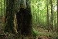 Old tree with hollow in forest. Space for text Royalty Free Stock Photo