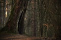 Old tree hollow on hill in dark woods Royalty Free Stock Photo