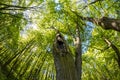 An old tree with a hollow and a nest in the park Royalty Free Stock Photo