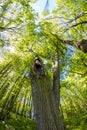 An old tree with a hollow and a nest in the park Royalty Free Stock Photo