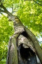 An old tree with a hollow and a nest in the park Royalty Free Stock Photo