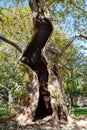 Old tree. Huge old cracked tree with a big hollow. Ancient plant Royalty Free Stock Photo