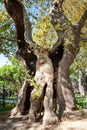 Old tree. A huge old cracked tree with a large hollow. Ancient plant Royalty Free Stock Photo