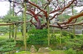 Old Tree inside Kenrokuen Garden in Kanazawa, Japan