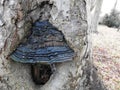 Old tree jagged with corrosion