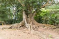 An old tree in Ponta Delgada on the island of Sao Miguel, Portugal