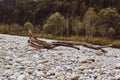 A old Tree is lain Royalty Free Stock Photo