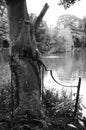 Old Tree by a lake - Ilford FP4 Plus B&W Film Royalty Free Stock Photo