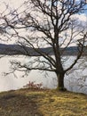 Old tree by the lake. Old oak on the background of the lake. blue water. Loch Ness Lake Royalty Free Stock Photo