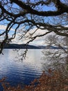 Old tree by the lake. Old oak on the background of the lake. blue water. Loch Ness Lake Royalty Free Stock Photo