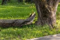 An old tree with a large broken off branch. A branch broken by a strong wind fell on the city lawn. The consequences of Royalty Free Stock Photo