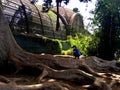 Old tree with large roots in Balboa Park