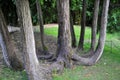 Old tree - Lawson Cypress