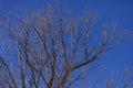 Old tree without leaves. Branches of large tree in winter against clear blue sky without clouds Royalty Free Stock Photo