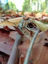 Tree leaves on fallen on ground