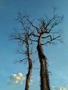 The old tree without leaves found in deep forest at Malaysia Royalty Free Stock Photo