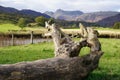 Old tree log fallen on the grass in the field on the riverside with hills on the background Royalty Free Stock Photo
