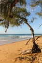 Old tree at a lonely beach without people Royalty Free Stock Photo