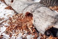 Old tree is lying on snow. Rotten stump with sawdust lies in middle of rural road in snow-covered forest Royalty Free Stock Photo