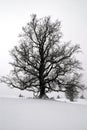 Old tree in winter