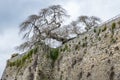 Old tree with many dry branches has a dangerously inclined trunk on the top of the Farnese fortress of Capodimonte, Viterbo, Italy