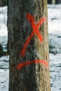 An old tree marked with a red cross ready for logging