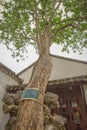 Old tree, Master of Nets Garden, Suzhou, Jiangsu, China Royalty Free Stock Photo