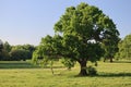 Old tree on meadow in wildlife sanctuary near Marchegg castle