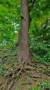 old tree with big roots in the green summer forest Royalty Free Stock Photo