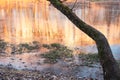 Old tree with moss near the ice river in early winter. There is some reed on a backgroung of the orange ice from a