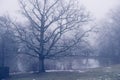 Old tree with moss near pond at foggy autumn Royalty Free Stock Photo