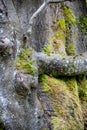 Old tree with moss on the weatherside