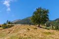 Old tree in the mountains