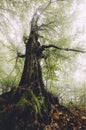 Old tree in mysterious forest with fog Royalty Free Stock Photo