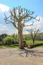 Old Tree, Nespouls, Correze, Limousin, France Royalty Free Stock Photo