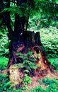Old Tree~New Growth Royalty Free Stock Photo