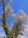 Old Tree, New Spring, Almond Tree Blossoming Royalty Free Stock Photo