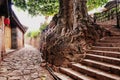 Old tree in Nuodeng village, Yunnan, China.