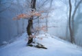 Old tree with orange leaves in fog. Snowy forest in winter Royalty Free Stock Photo