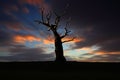 Old tree over blured red clouds Royalty Free Stock Photo