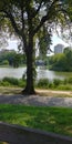 Old tree overlooking a pond and park and from a distance buildings on a beautiful summer day at Central Park NYC Royalty Free Stock Photo