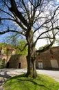 Old tree in palace, Kamieniec Zabkowicki, Poland