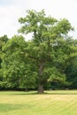 Old tree in a park